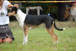 Bríghe Bohemia Elenor