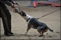 Bríghe Bohemia Elenor