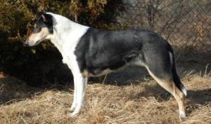 Cortina z Roztockého zámku