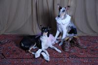 Erik of Bohemia balada