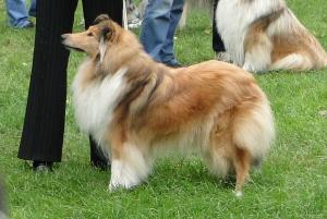 Oriana z Rozkvetlé doliny