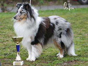 Happy Chance z Ďáblovy studánky