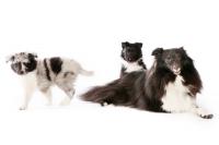 Ebonny z Dřevěné Chaloupky