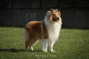 Zazziky Spice of African Gold