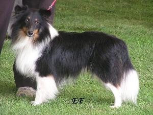 Jack Sparrow ze Zlaté hvězdy