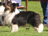 Jack Sparrow ze Zlaté hvězdy