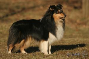 Hooligan Perla z Polabí