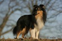 Hooligan Perla z Polabí