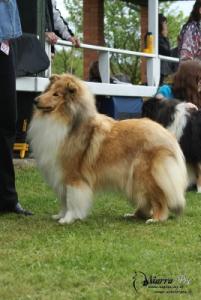 Chanell Královský dar