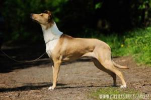 Lillian Krásná Louka