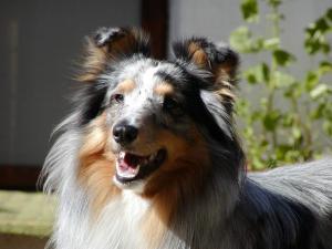 KINNLEY BLUE Hedvábný sen