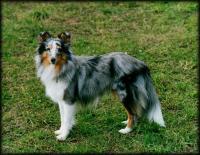 KINNLEY BLUE Hedvábný sen