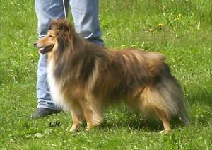 CARAMEL CLYDE ze Shetlandů