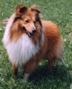 CARAMEL COWBOY ze Shetlandů