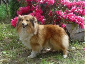 Žulinka Tedor z Klení