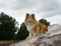 Žulinka Tedor z Klení