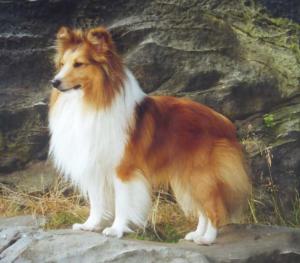 Moorwood Handsome Quartermaster