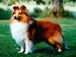 Moorwood Handsome Destiny