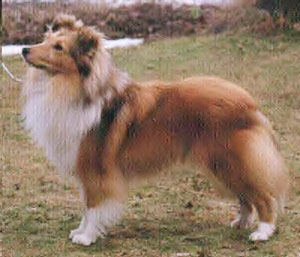 Moorwood Bell of the Ball