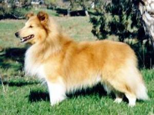 Moorwood Copper Lustre