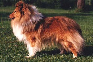 Stationhill Crackshot