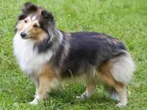 BARBIE GIRL Smaal Kim