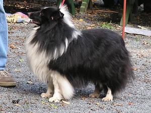 ICARUS BLACK ze Sedlmajerovy vily