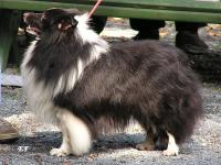 ICARUS BLACK ze Sedlmajerovy vily