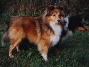 HILLEBAR Hlinecký svah