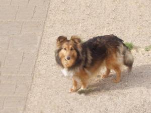 XENIE Tedor z Klení