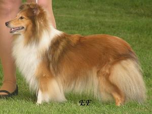 CHARLOTA GOLD ze Sedlmajerovy vily