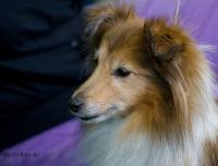 CHARLOTA GOLD ze Sedlmajerovy vily