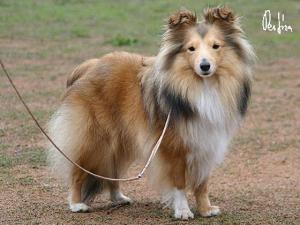 IRIS GOLD Hedvábný sen