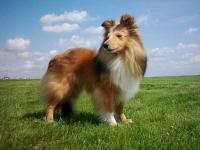 IRIS GOLD Hedvábný sen