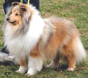 ARENDY Manepo Ideál