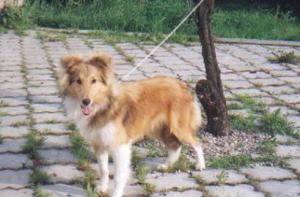 SLY MELINAS Bohemia Platina