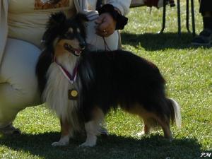 Supertramp ze Shetlandů