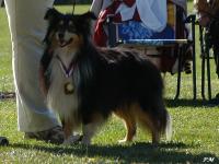 Supertramp ze Shetlandů