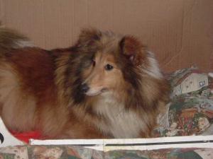 SMILING SAMANTHA ze Shetlandů