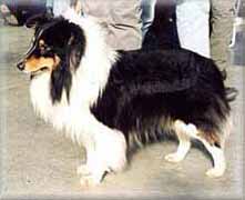 MAGIC MAN Sněžný tygr