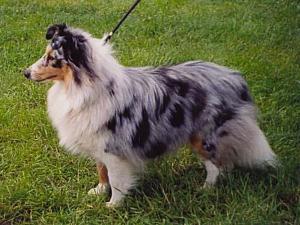 LUCIENTE BLUE z Černé hlásky