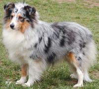 LUCIENTE BLUE z Černé hlásky