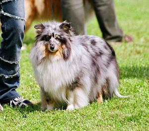 HEIDY BLUE ze Sedlmajerovy vily