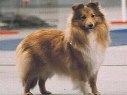 IRISH ROSE GOLD Moravia Classic