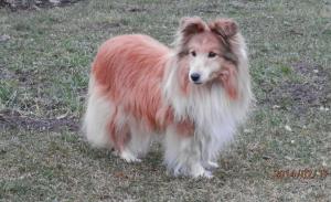 RED RASPBERRY ze Shetlandů