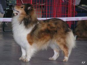 YELLOW DOLL z Ďáblovy studánky