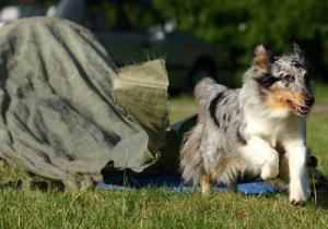 WITCH BLUE z Ďáblovy studánky