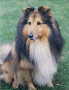 AX z Údolí Třebůvky CS