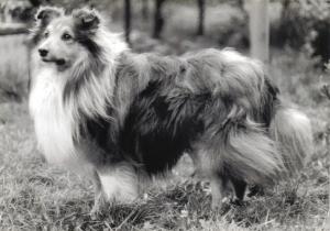 BRICK Červené slunce CS