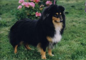 CASIE z Vesničky u hranic CS